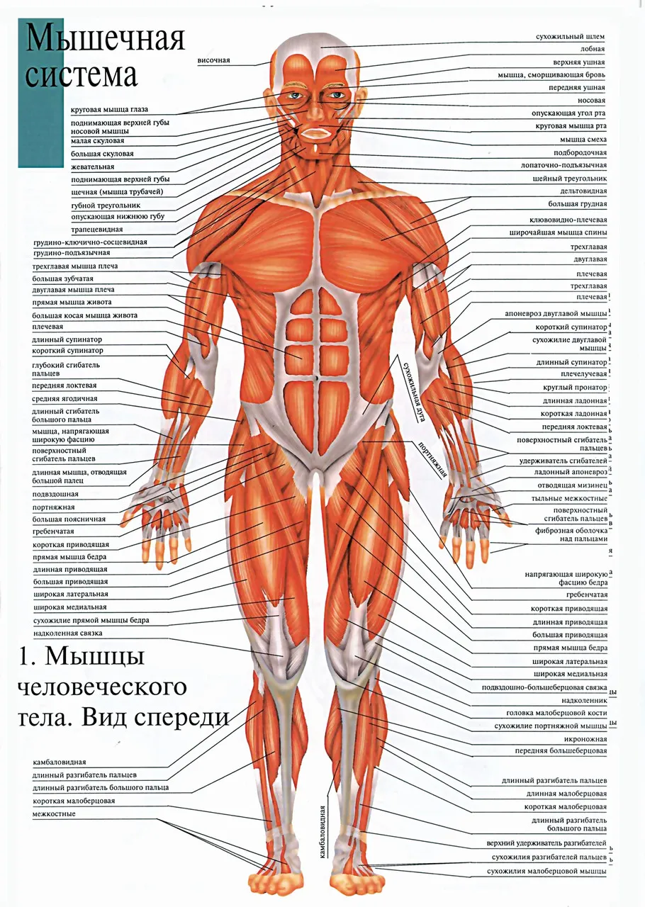 Строение мышц у мужчин. Мышечная система человека схема. Мышечная система спереди. Мышцы человека схема спереди. Плакаты мышцы человека анатомия.