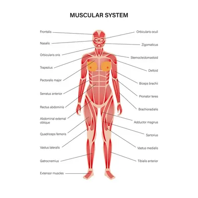Мышечная система человека | Премиум векторы