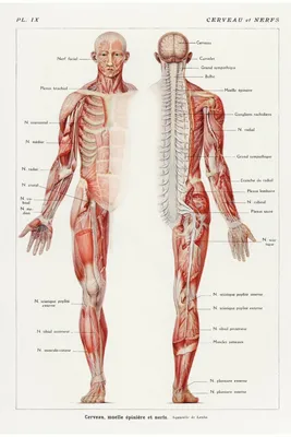 Квинг Мышечная система человека анатомический плакат 45х61см