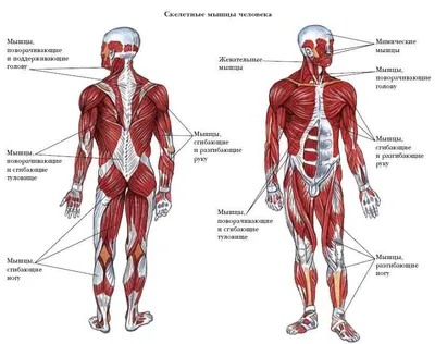 Анатомия человека, мышечная система, художественная печать плакатов, карта  тела, наука, медицинское украшение для спальни – лучшие товары в  онлайн-магазине Джум Гик