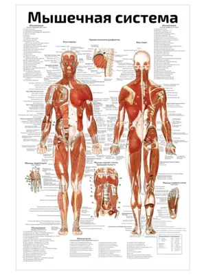 МЫШЕЧНАЯ СИСТЕМА | это... Что такое МЫШЕЧНАЯ СИСТЕМА?