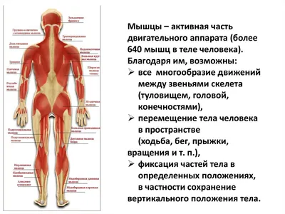 Мышцы — Википедия