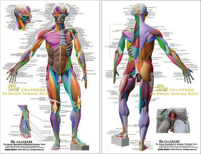 Мышечная система человека 3D модель - Скачать Анатомия на 