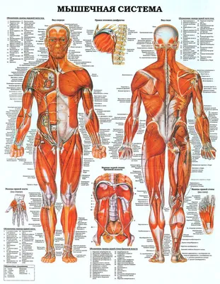 Мышечная система человека | Muscular system, Human muscle anatomy, Muscle  anatomy