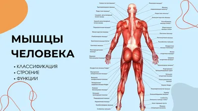 Мышечная система человека 12 - 3d stl модель для ЧПУ