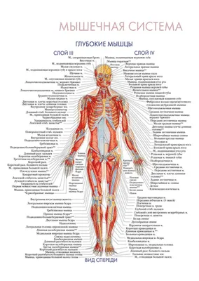 Мышечная система человека картинки