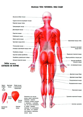 Плакат мышечная система человека вид сзади (вариант 2) – Полимапия