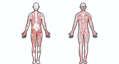 Мужская Мышечная Система, Полная Анатомическая Схема Тела С Мышечной  Схемой, Векторная Иллюстрация Образовательного Плаката. Клипарты, SVG,  векторы, и Набор Иллюстраций Без Оплаты Отчислений. Image 100867245