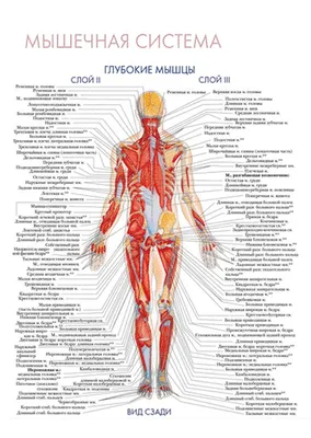 Мышечная система. Глубокие мышцы (вид сзади) - плакат (ID#1600181963),  цена: 31 ₴, купить на 