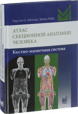 Пауэрлифтинг - Мышечная система Костная и мышечная системы составляют  опорно-двигательный аппарат человека. Мышцы, обладающие сократительной  способностью, являются основным активным элементом, тогда как костной  системе отведена лишь пассивная роль ...