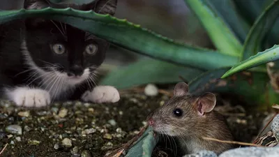 Знаете ли вы, как вывести мышей из дома пищевой содой?