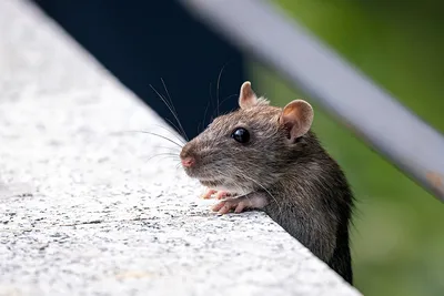 Мыши в доме. Чем опасны нежелательные соседи?
