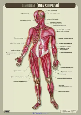 Виды и строение мышц человека | Anatomia do corpo humano, Anatomia corpo  humano, Músculos do corpo humano