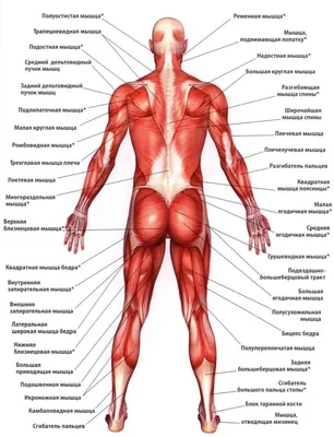 Мышцы человека: анатомия, строение, функции – Российский учебник