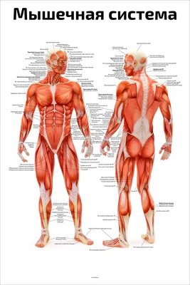 Мышечная система человека - полезная информация о мышцах
