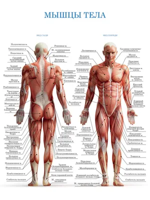 Обучающий медицинский плакат "Лицевые мышцы человека" / А-2 (42x60 см.) —  купить в интернет-магазине по низкой цене на Яндекс Маркете