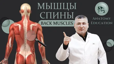 Мышцы тела. Мышцы тела человека (вид спереди) - постер (ID#1601941087),  цена: 31 ₴, купить на 