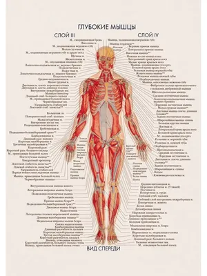 Мышцы: анатомия, строение и функции