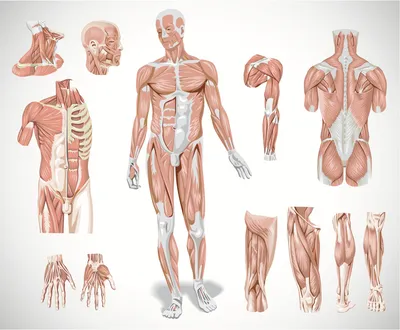 3D Анатомия мышц человека. 3D Anatomy muscles human. - YouTube