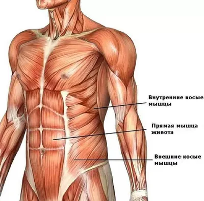 Плакат "Мышечная система человека" (разрез мышц) Медіспорт