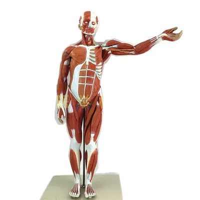Анатомия мышц тела человека. Основные мышцы в картинках с названиями