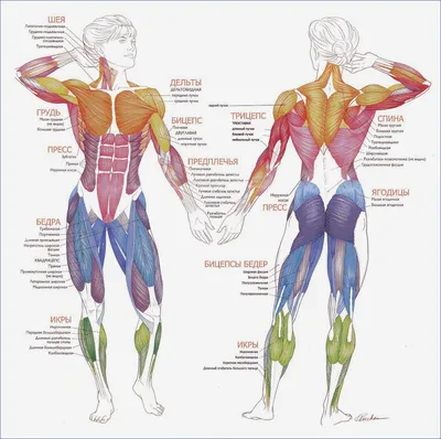 Гладкие мышцы — урок. Биология, 9 класс.