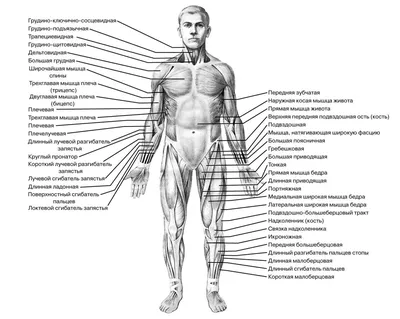 Грудные мышцы человека. Анатомия мышц человека - Анатомия человека