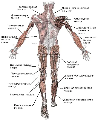 Анатомия основных мышц | 