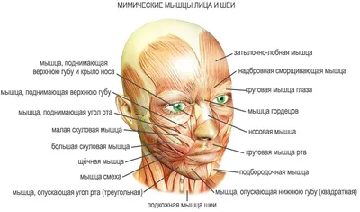 Мышцы лица картинки