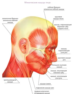 Плакат "Мышцы лица" Медіспорт
