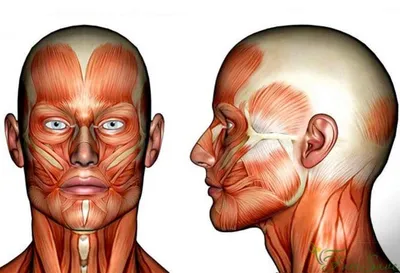 Анатомия мышц лица и шеи: фото с описанием и схемами |  | Дзен