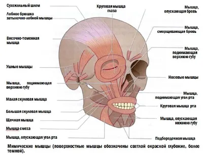 Антагонисты и синергисты