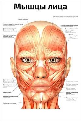 Мимические мышцы лица, 3D Анатомия человека