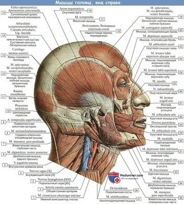 Мимические мышцы лица - постер (ID#1598549866), цена: 31 ₴, купить на  