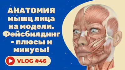 Мимические мышцы лица | 3D Анатомия человека | Внутренние органы — Видео |  ВКонтакте