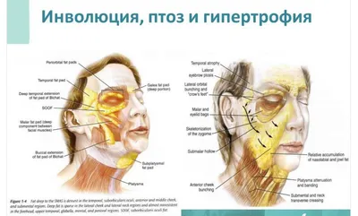 STOMWEB — Мимические и жевательные мышцы лица