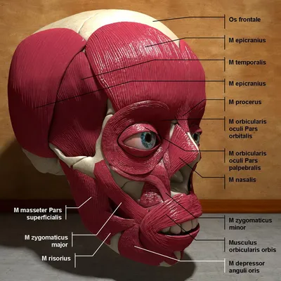 Скачать картинки Анатомия мышцы лицо, стоковые фото Анатомия мышцы лицо в  хорошем качестве | Depositphotos