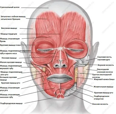 Энциклопедия - Мышцы головы