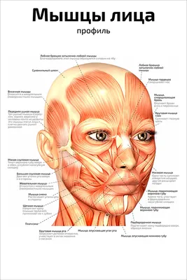 Анатомия мышц лица и шеи: фото с описанием и схемами |  | Дзен