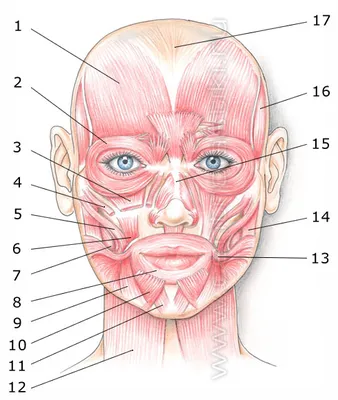 Анатомия лица и шеи