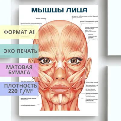 Summary of БТА-лифтинг средней и нижней третей лица