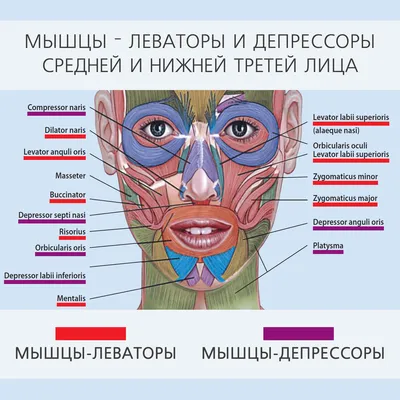 Подтяжка лица и шеи - Фейслифтинг - в Санкт-Петербурге. Цены