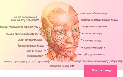 Плакат обучающий А2 ламинир. Мышцы лица: профиль анатомический 457x610 мм -  купить с доставкой по выгодным ценам в интернет-магазине OZON (348331544)