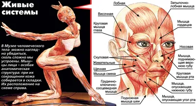 Анатомия лица для косметологов. Мышцы и нервы. Лекция для врачей