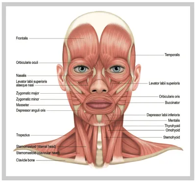 Мышцы Лица И Шеи — стоковая векторная графика и другие изображения на тему  Маска для лица - Маска для лица, Мускулистый, Анатомия - iStock