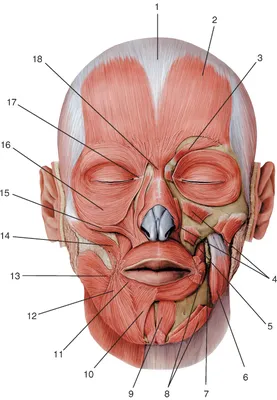 Мышцы лица и массажные линии