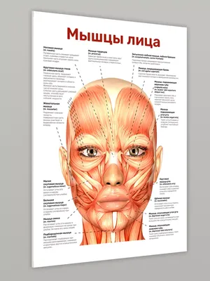 Анатомия лица, мышцы, вены, подробные образовательные плакаты, картины на  холсте, домашний декор, картины для украшения гостиной | AliExpress