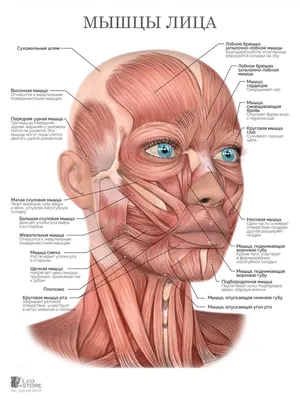 Анатомия мышц лица и шеи: фото с описанием и схемами |  | Дзен