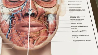 АНАТОМИЯ И ФИЗИОЛОГИЯ КОЖИ. ТИПЫ КОЖИ - Дистанционное обучение