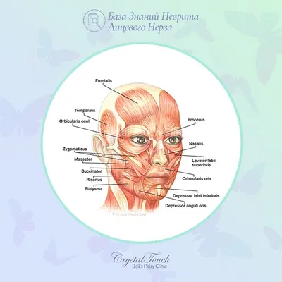 Как помочь всему лицу и омолодить его: растягиваем жевательные мышцы лица.  Небольшой комплекс | Healthy | Дзен